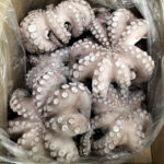 Pulpo rizado