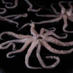 Rejo de Pota Argentina