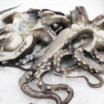 Rejo de Pota Gigante