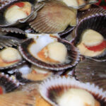 Vieira del Pacífico