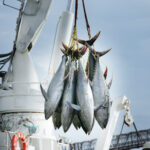 Atún de aleta amarilla