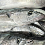 Bonito rayado / Bonito del Atlántico
